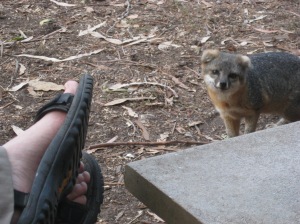Island fox we nicknamed "Scar"  He is looking for a handout.  He came right up to G