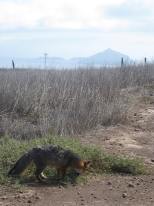Island fox with mats on his back refused to look at me for his photo op