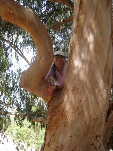 Huge eucalyptus trees near our campsite were fun to climb
